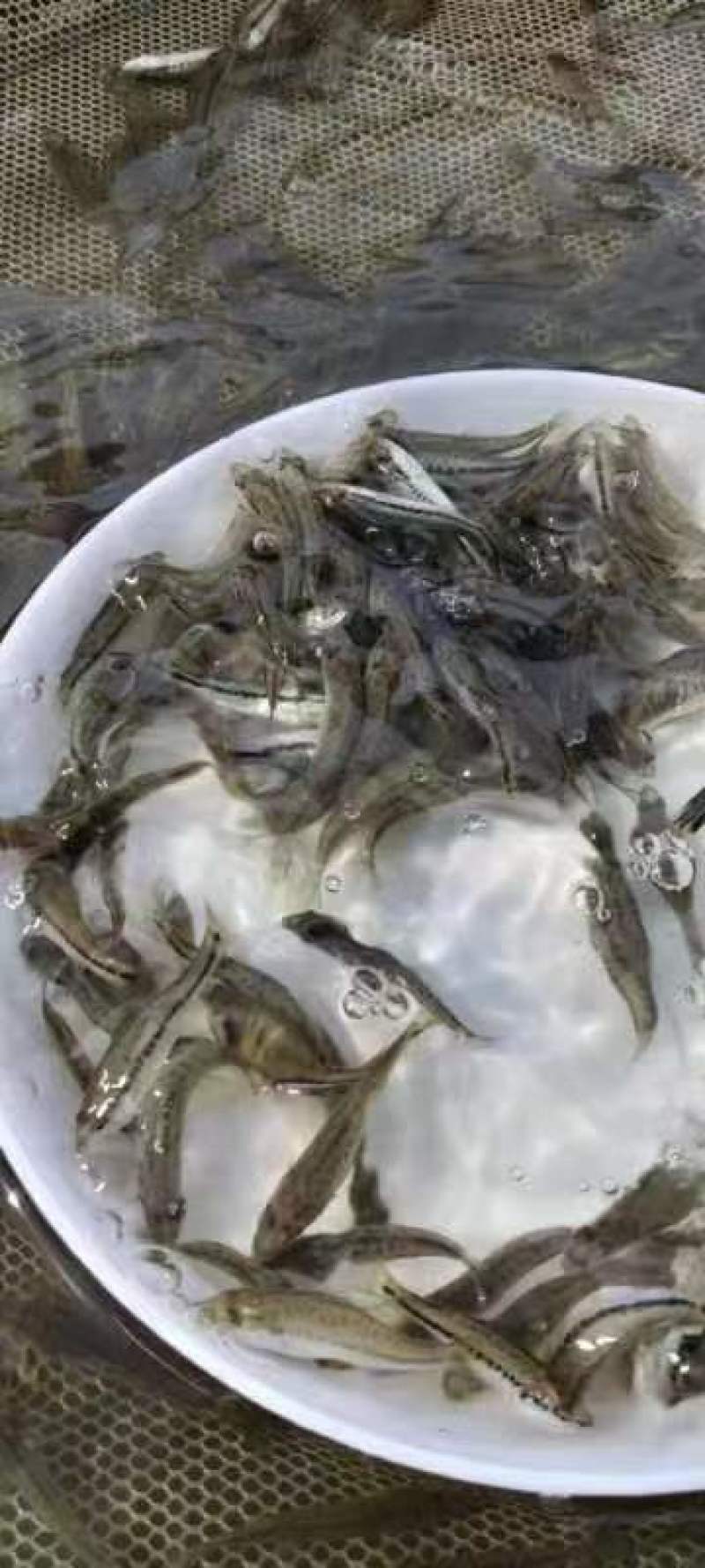 加州鲈鱼苗淡水加州鲈鱼苗一手货源