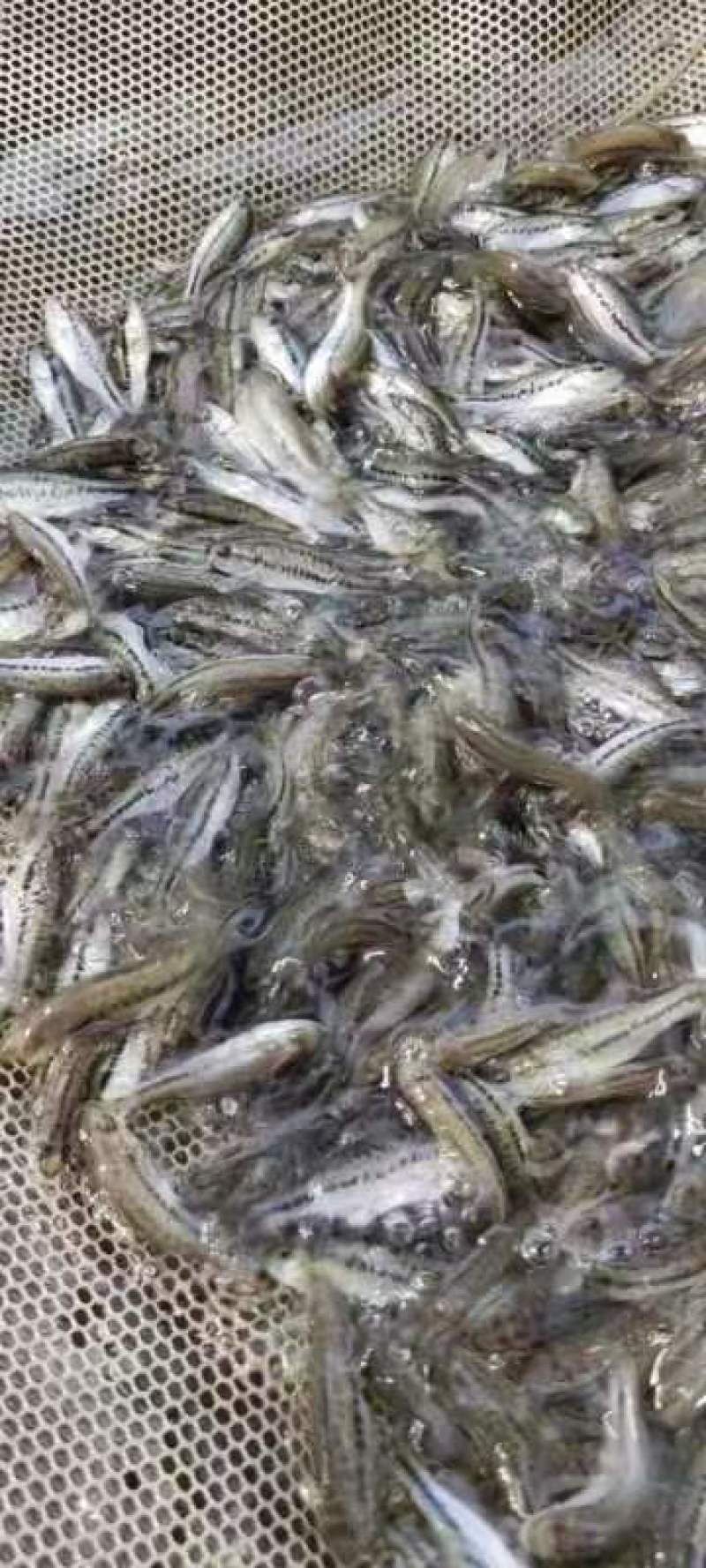 加州鲈鱼苗淡水加州鲈鱼苗一手货源