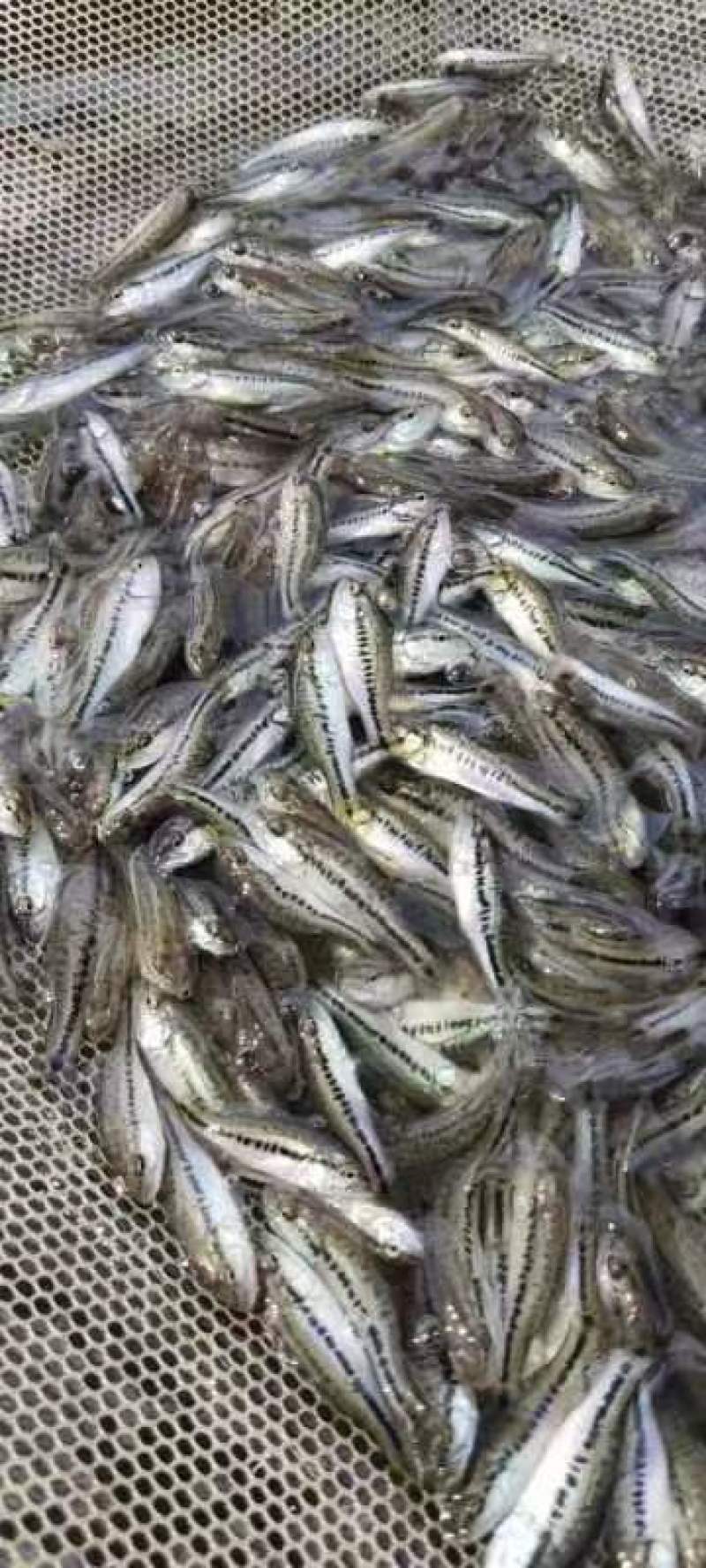 加州鲈鱼苗淡水加州鲈鱼苗一手货源