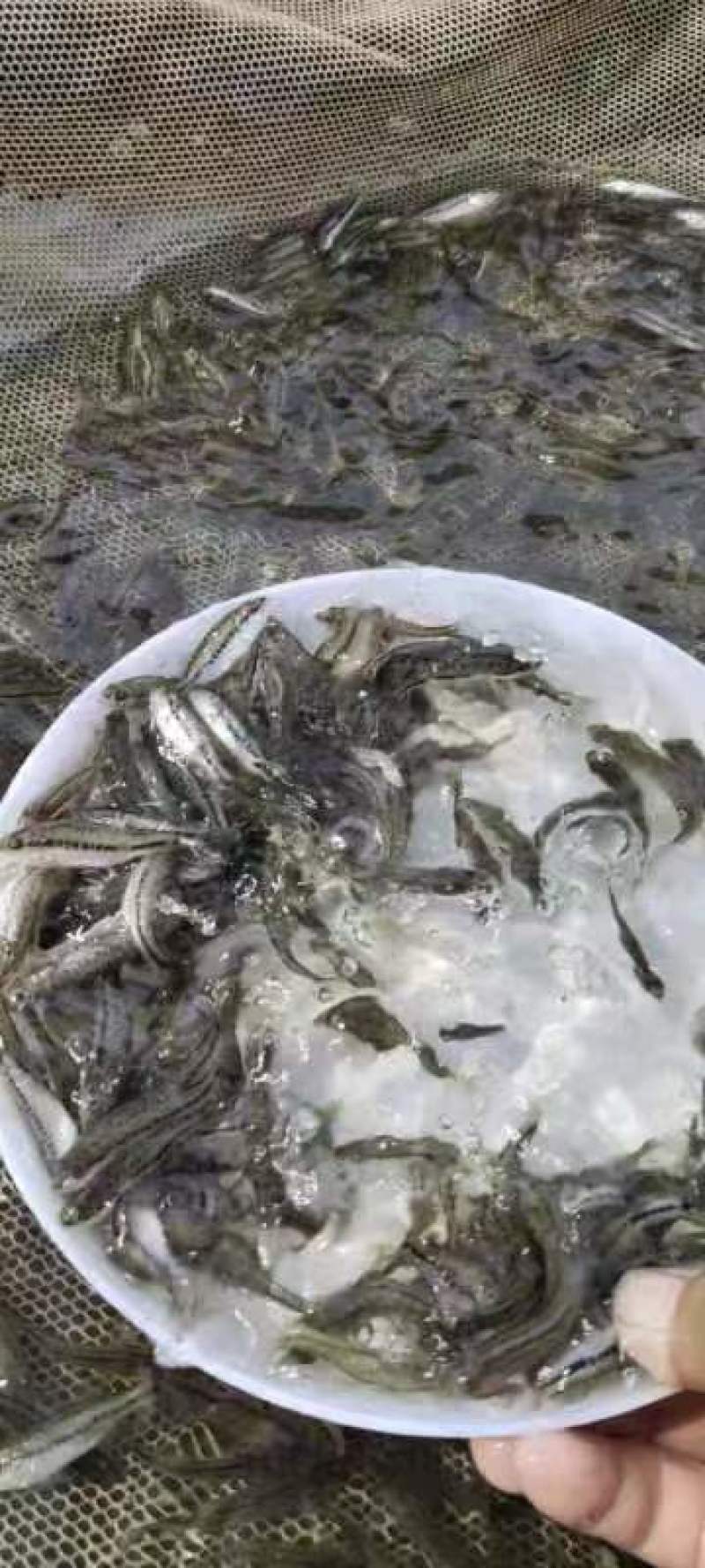 加州鲈鱼苗淡水加州鲈鱼苗一手货源
