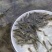加州鲈鱼苗淡水加州鲈鱼苗一手货源