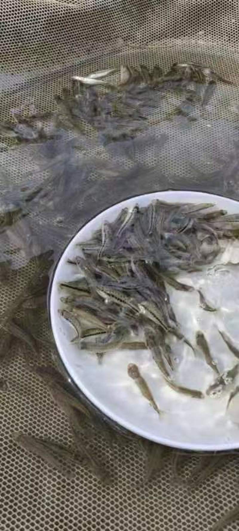 加州鲈鱼苗淡水加州鲈鱼苗一手货源