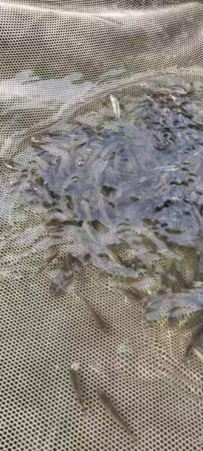 加州鲈鱼苗淡水加州鲈鱼苗一手货源