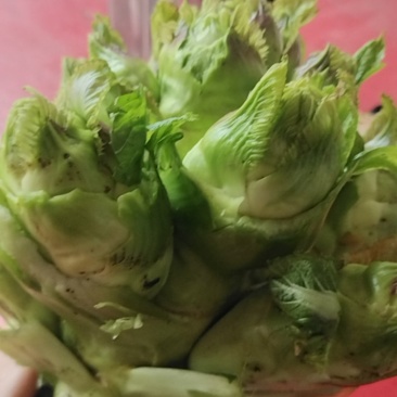 儿菜