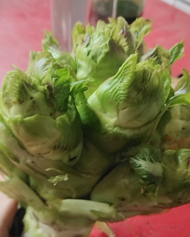 儿菜