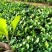 烧烤茄苗量大从优欢迎采购育苗基地三十年专业保证