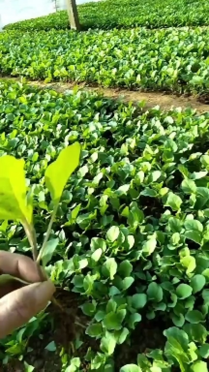 烧烤茄苗量大从优欢迎采购育苗基地三十年专业保证