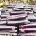 烧烤茄苗量大从优欢迎采购育苗基地三十年专业保证