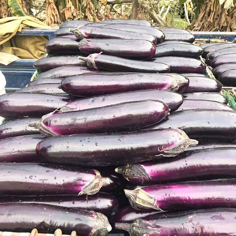 烧烤茄苗量大从优欢迎采购育苗基地三十年专业保证