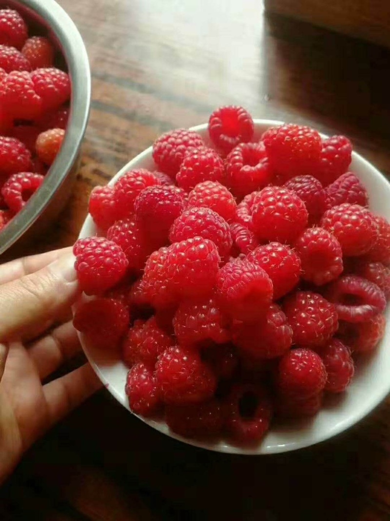 红树莓苗双季红树莓苗秋萍丁康波尔卡当年挂果树莓