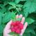 红树莓苗双季红树莓苗秋萍丁康波尔卡当年挂果树莓