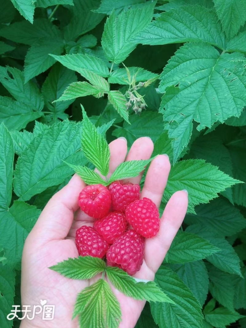 红树莓苗双季红树莓苗秋萍丁康波尔卡当年挂果树莓