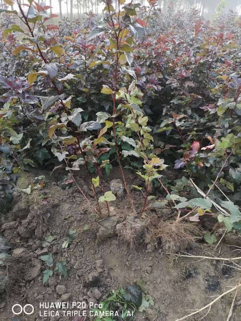 紫叶风箱果带盆紫叶风箱果成活率高价格便宜欢迎选购