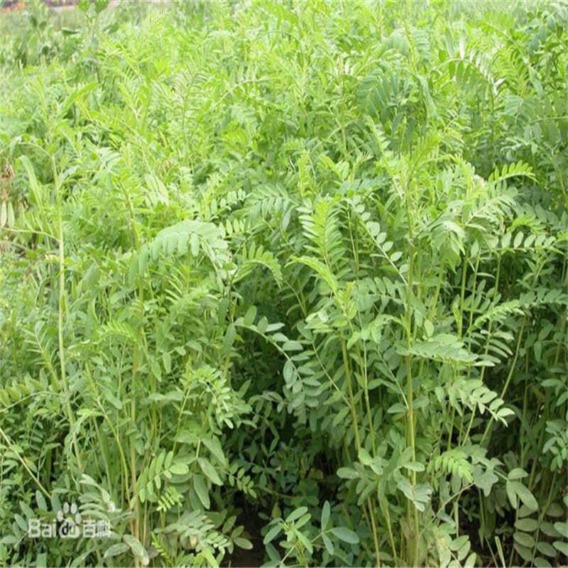 沙打旺种子多年生牧草四季绿肥防沙固土护坡耐寒耐旱