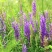 沙打旺种子多年生牧草四季绿肥防沙固土护坡耐寒耐旱