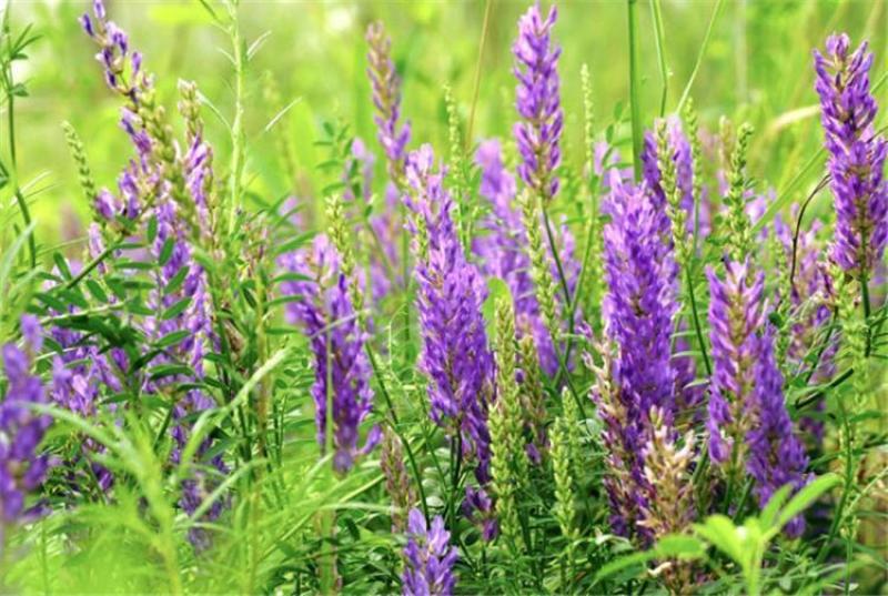 沙打旺种子多年生牧草四季绿肥防沙固土护坡耐寒耐旱