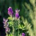 沙打旺种子多年生牧草四季绿肥防沙固土护坡耐寒耐旱