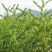 沙打旺种子多年生牧草四季绿肥防沙固土护坡耐寒耐旱