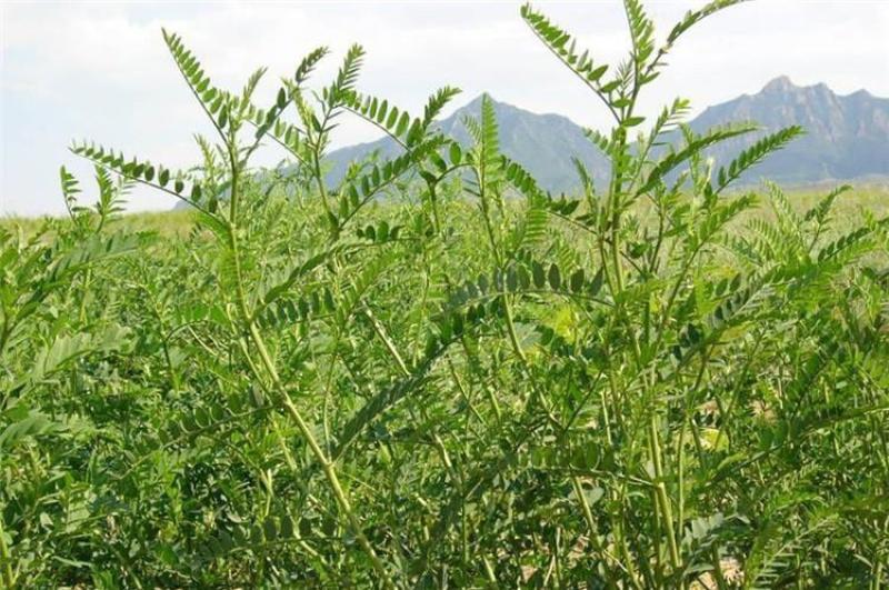 沙打旺种子多年生牧草四季绿肥防沙固土护坡耐寒耐旱