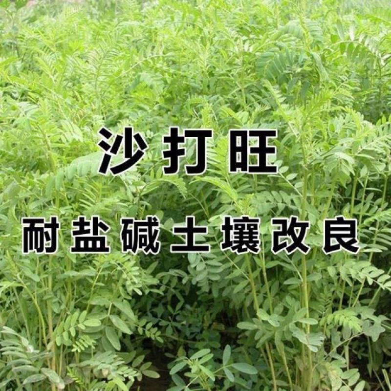 沙打旺种子多年生牧草四季绿肥防沙固土护坡耐寒耐旱