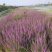 沙打旺种子多年生牧草四季绿肥防沙固土护坡耐寒耐旱