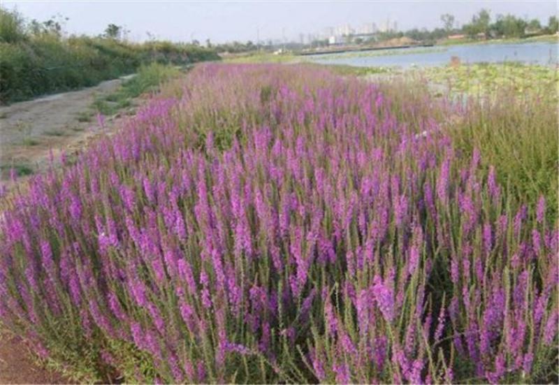 沙打旺种子多年生牧草四季绿肥防沙固土护坡耐寒耐旱
