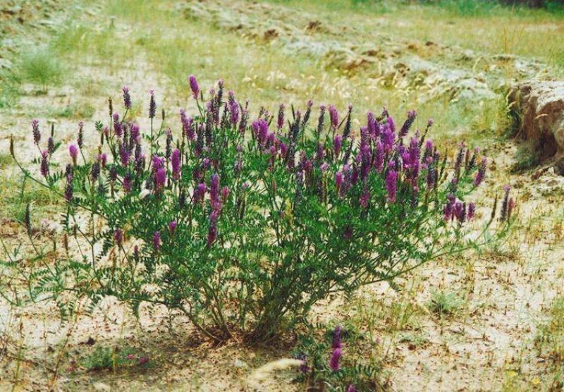 沙打旺种子多年生牧草四季绿肥防沙固土护坡耐寒耐旱