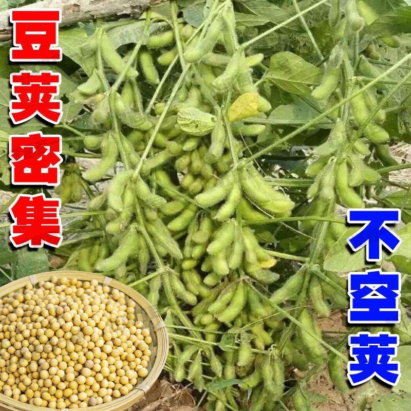 黄豆种子高产早熟黄豆种子抗病抗倒伏大豆种子高产黄豆种籽