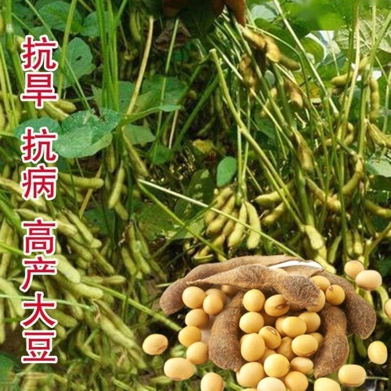 黄豆种子高产早熟黄豆种子抗病抗倒伏大豆种子高产黄豆种籽