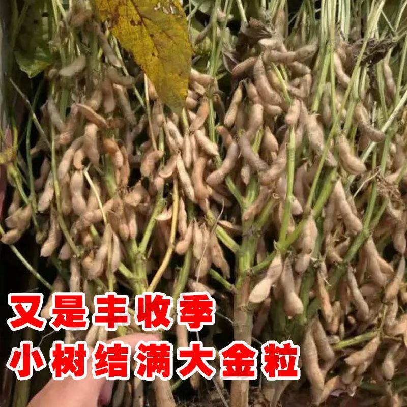 黄豆种子高产早熟黄豆种子抗病抗倒伏大豆种子高产黄豆种籽