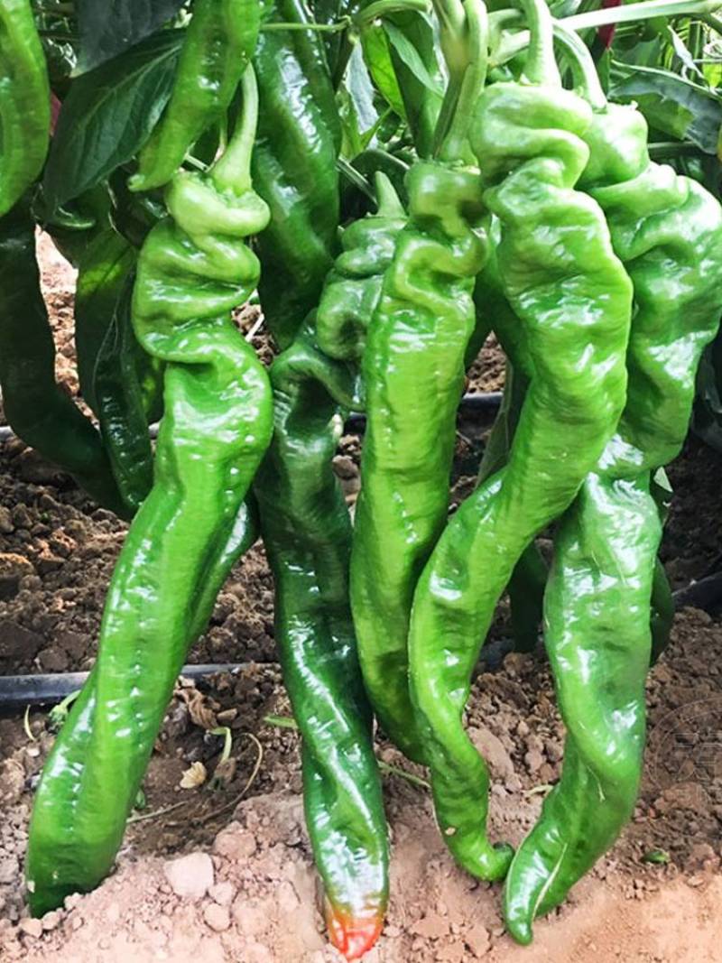 常年出售各种菜苗辣椒苗茄子苗番茄苗等欢迎采购