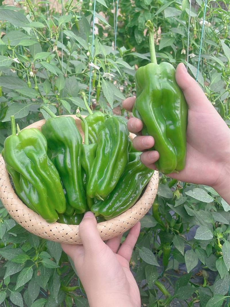 常年出售各种菜苗辣椒苗茄子苗番茄苗等欢迎采购