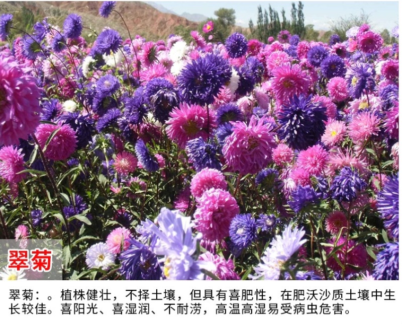 矮翠菊种子江西腊七月菊花种籽庭院花籽易活四季开花春秋播