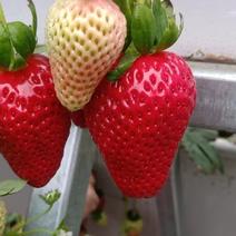 草莓，你是我世界里的一束光。