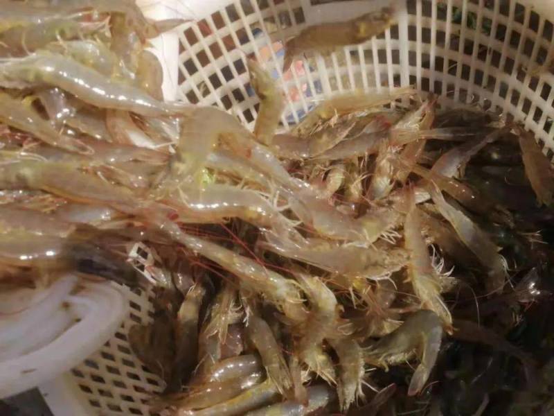 渔场直供一代快大南美白对虾苗工厂化养殖白对虾苗技术指导