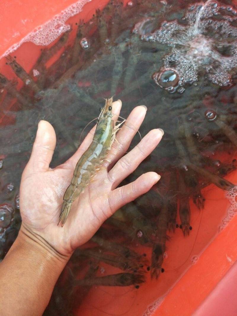 渔场直供一代快大南美白对虾苗工厂化养殖白对虾苗技术指导