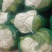 精品甘蓝，扁包，大白菜、黄心白菜，欢迎咨询