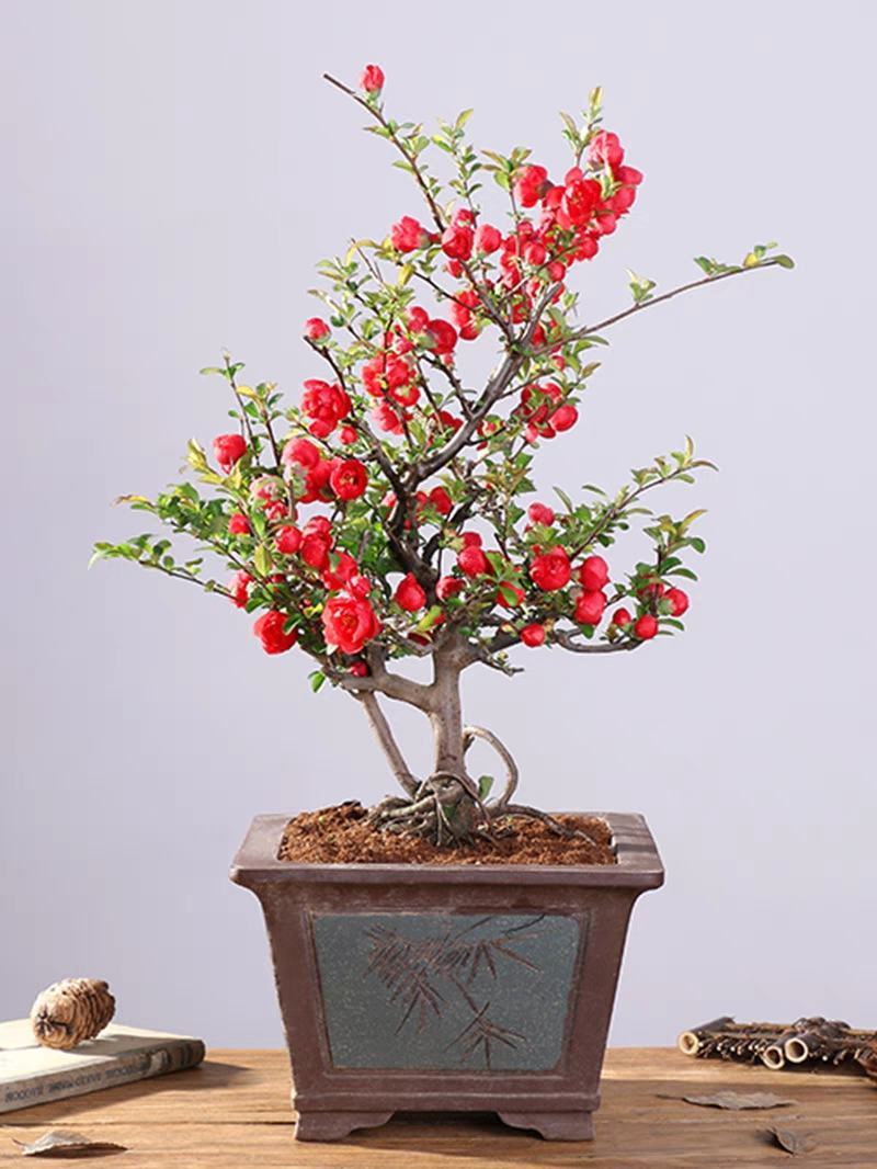 海棠花长寿花海棠盆栽山东海棠盆景海棠盆景花苞发货