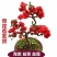 海棠花长寿花海棠盆栽山东海棠盆景海棠盆景花苞发货