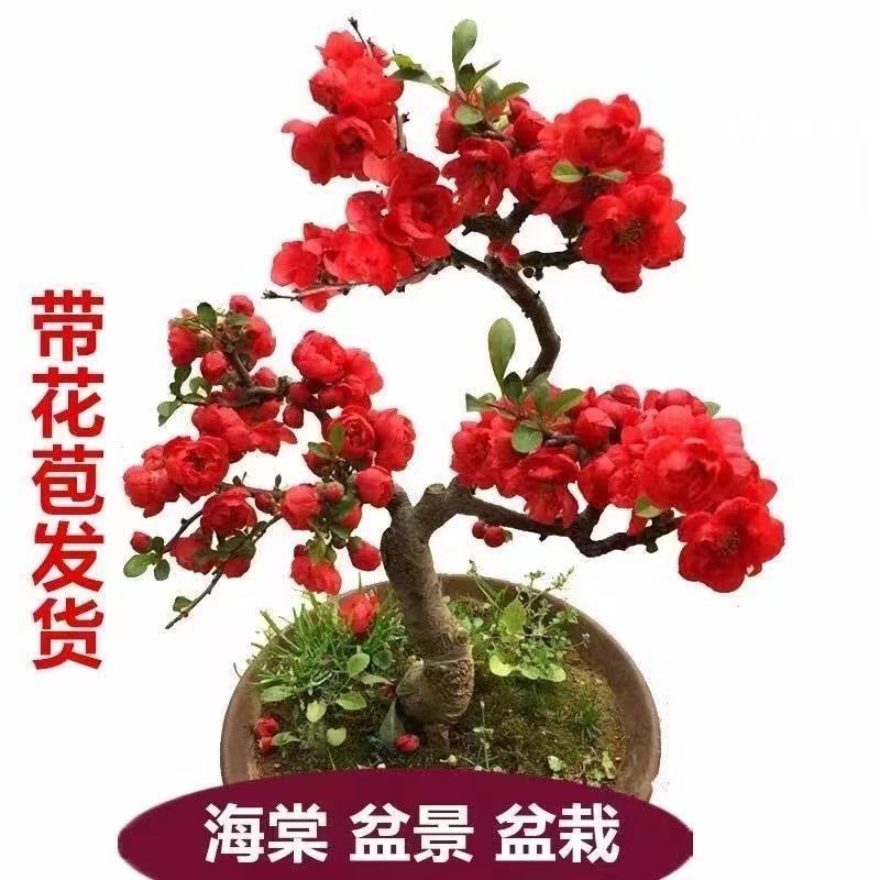 海棠花长寿花海棠盆栽山东海棠盆景海棠盆景花苞发货