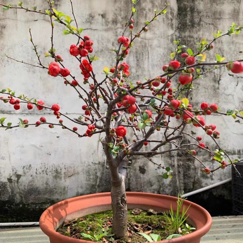 海棠花长寿花海棠盆栽山东海棠盆景海棠盆景花苞发货
