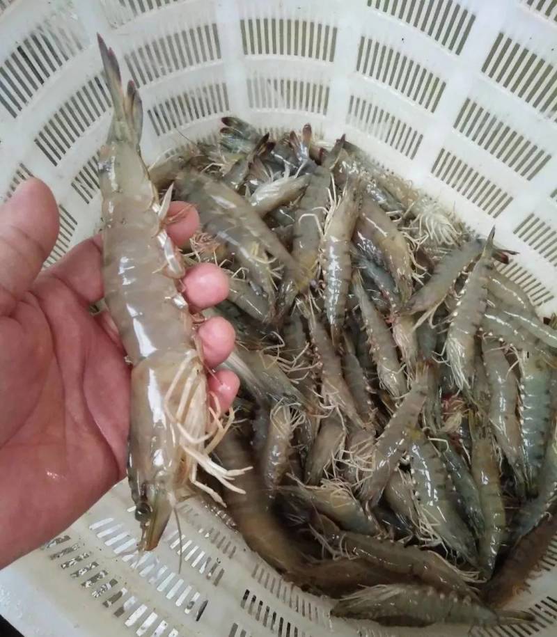 渔场直供一代快大南美白对虾苗工厂化养殖白对虾苗技术指导