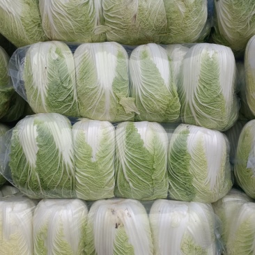 精品甘蓝，扁包，大白菜、黄心白菜，欢迎咨询