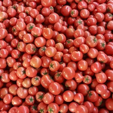 【优选】硬粉西红柿万亩货源产地发货品质优良货真价实