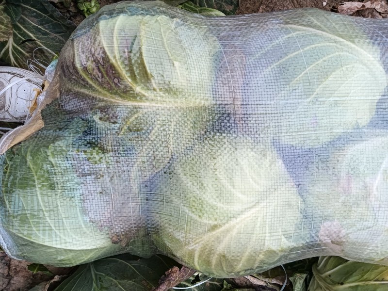 湖北斯特丹甘蓝原产地发货一手货源批发品质保证价格美丽！！