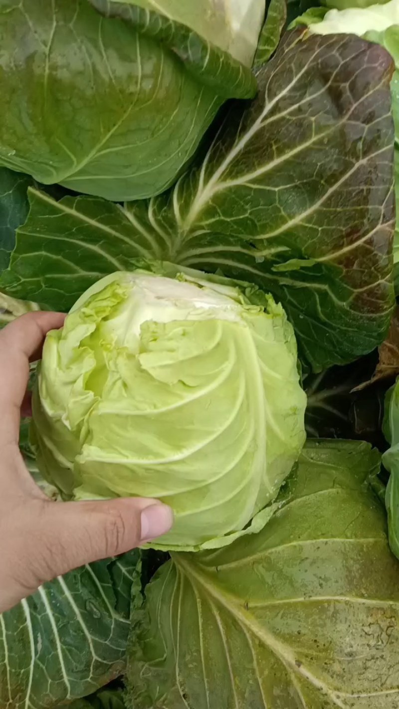 湖北斯特丹甘蓝原产地发货一手货源批发品质保证价格美丽！！
