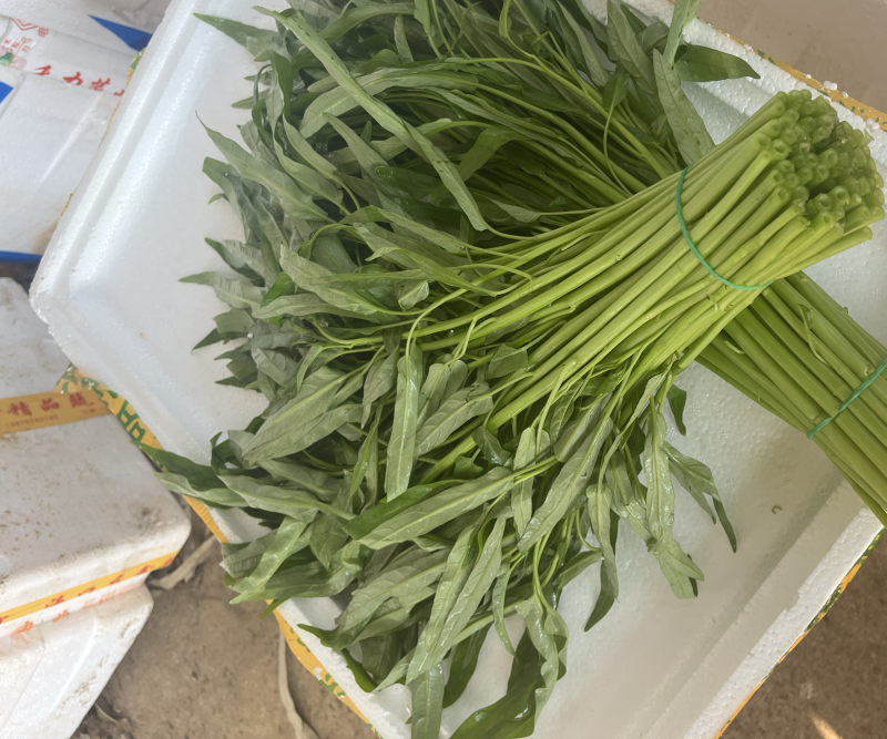 徐闻精品空心菜大量上市（质量保证、产地直发）
