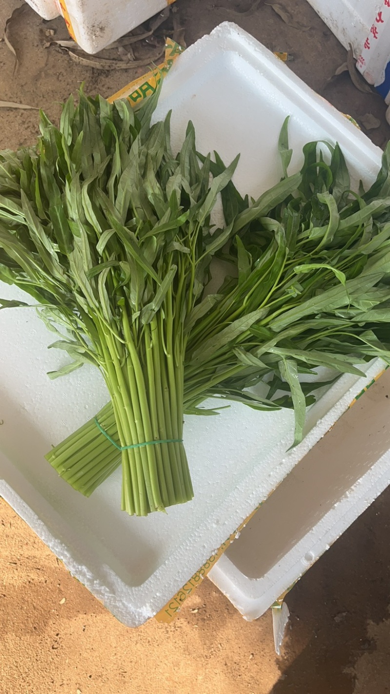 徐闻精品空心菜大量上市（质量保证、产地直发）