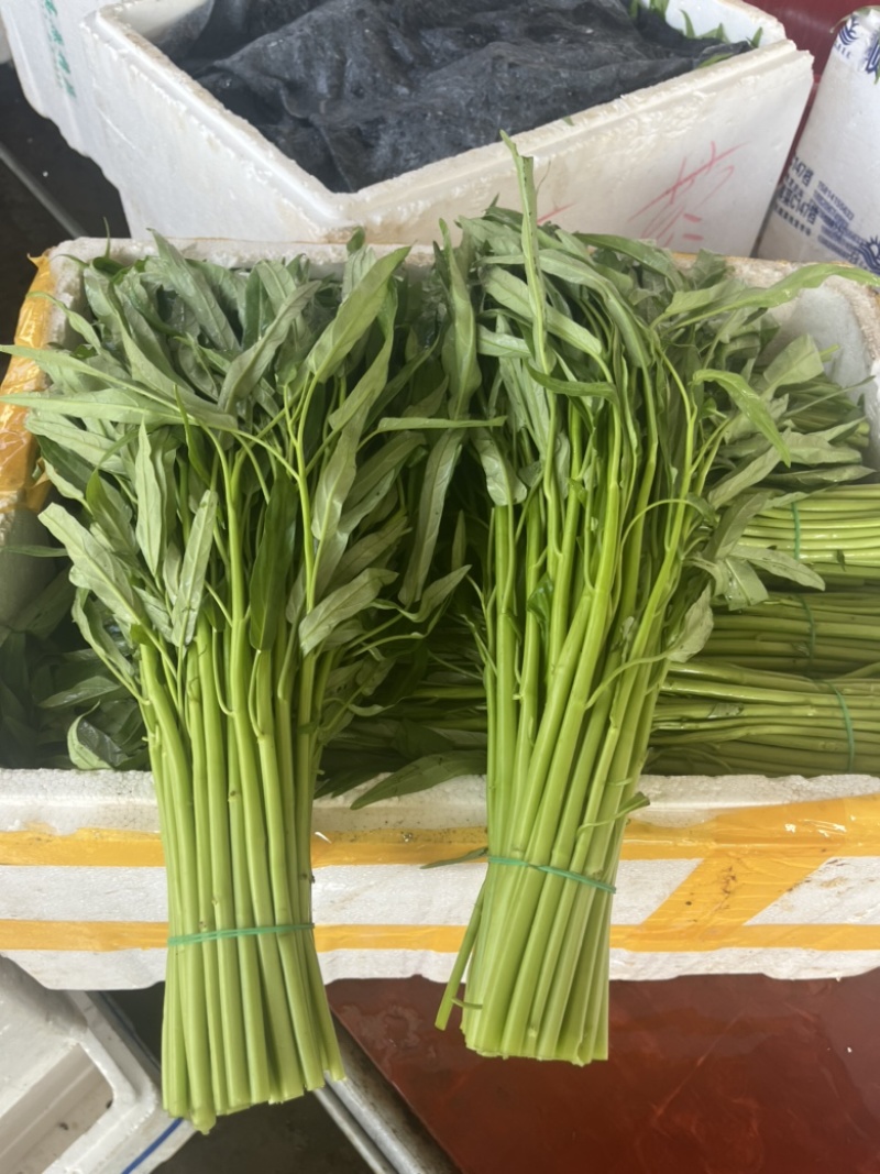 徐闻精品空心菜大量上市（质量保证、产地直发）