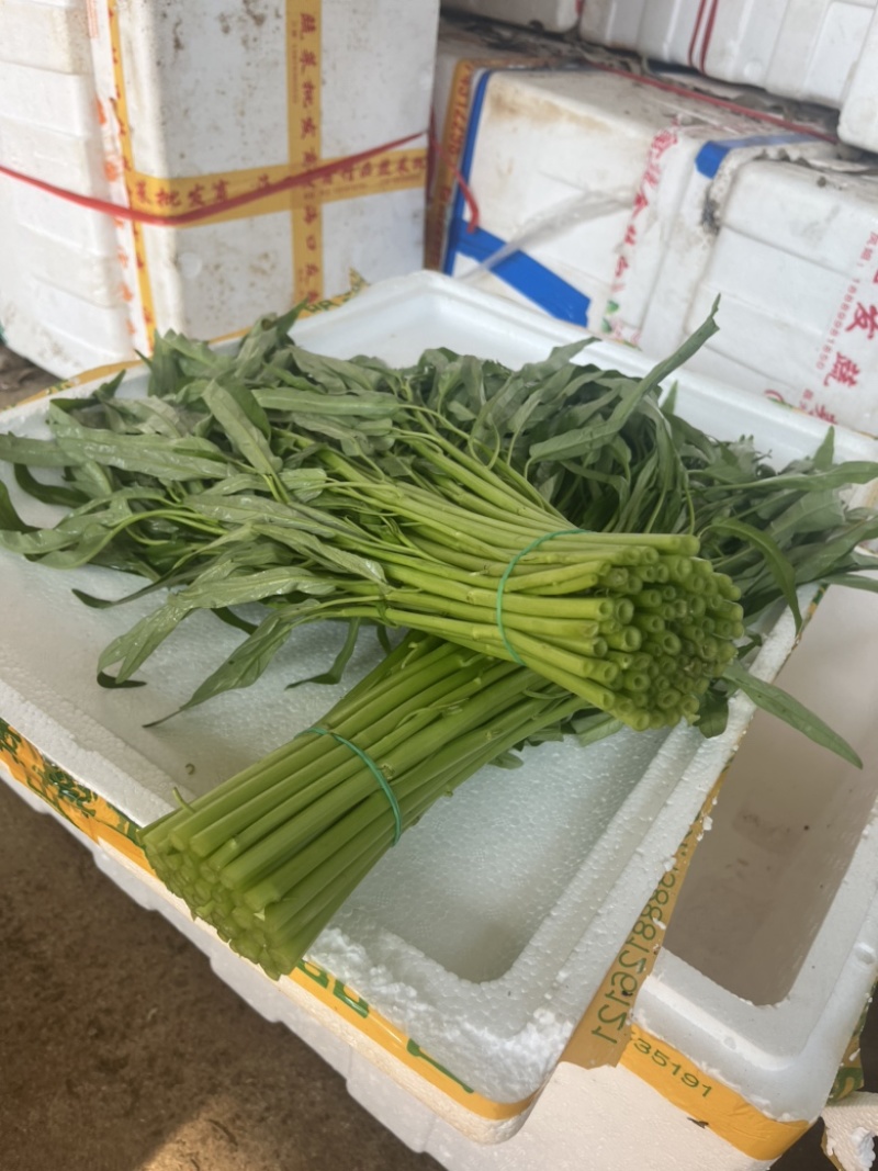 徐闻精品空心菜大量上市（质量保证、产地直发）